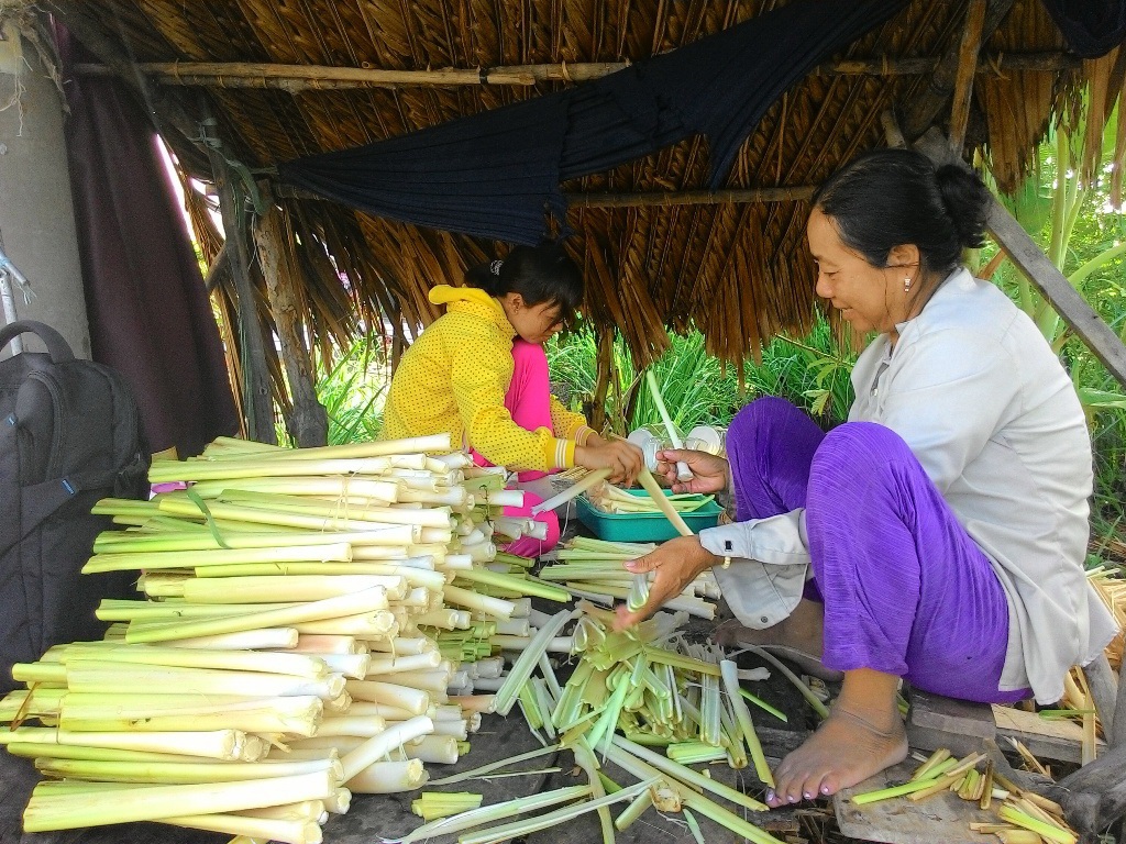 Cây năn xuất thân từ cỏ dại