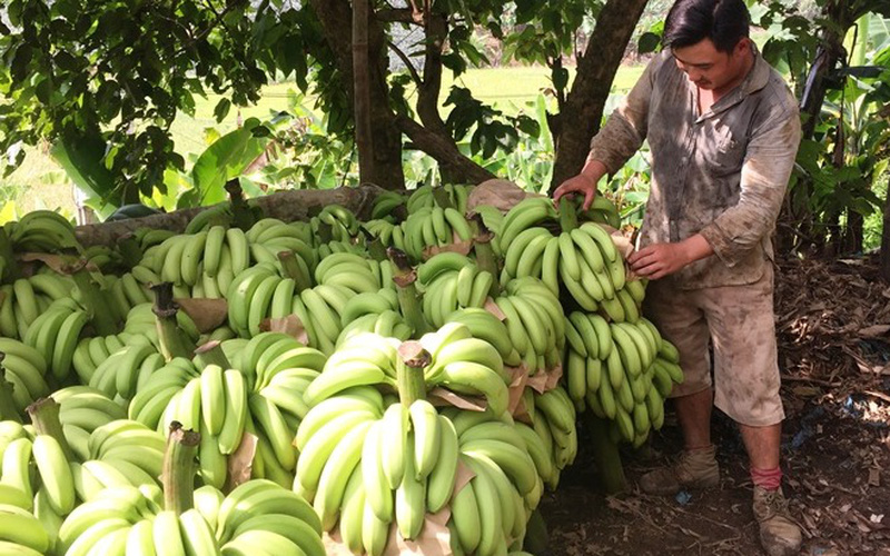 Trung Quốc tạm ngưng nhập khẩu chuối từ nước ta