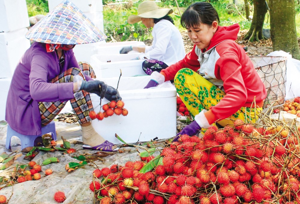 Người dân chịu lỗ nặng khi chôm chôm mất giá