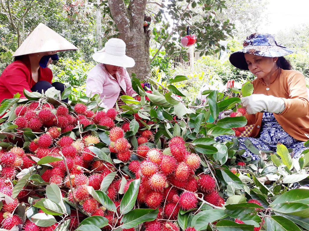 Khó khăn lớn trong giải quyết đầu ra làm cho chôm chôm mất giá nghiêm trọng