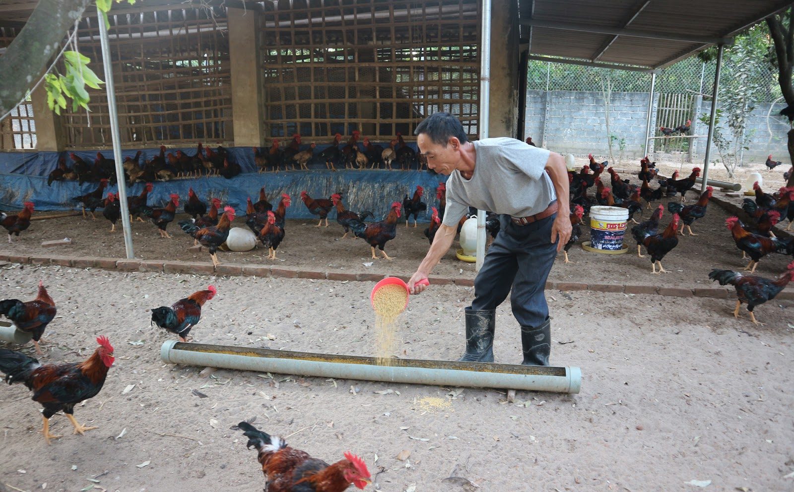 Chính sách kiểm duyệt vô tình làm khó người dân trong chăn nuôi