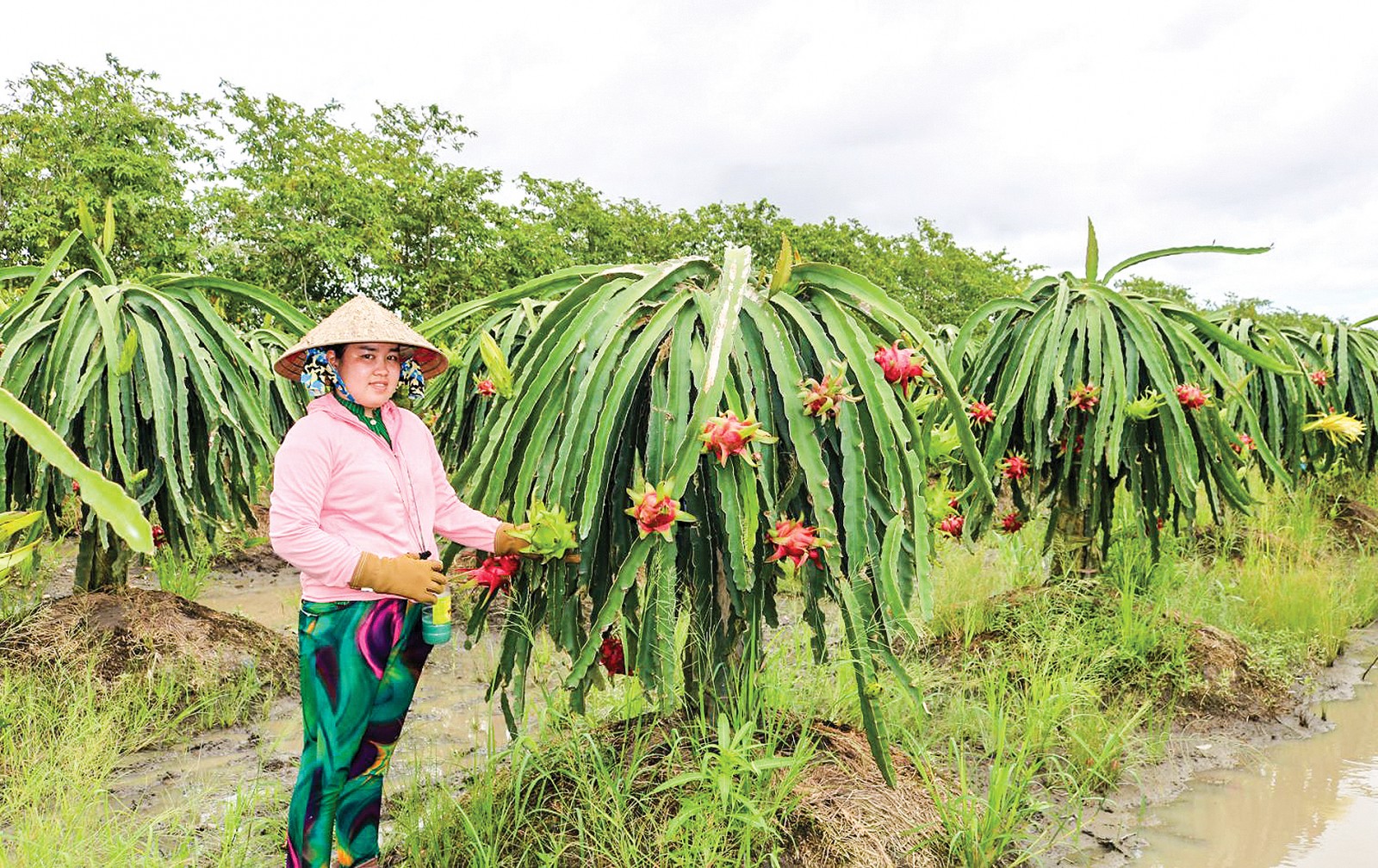 Sơn La xuất khẩu 10 tấn thanh long ruột đỏ sang thị trường Nga