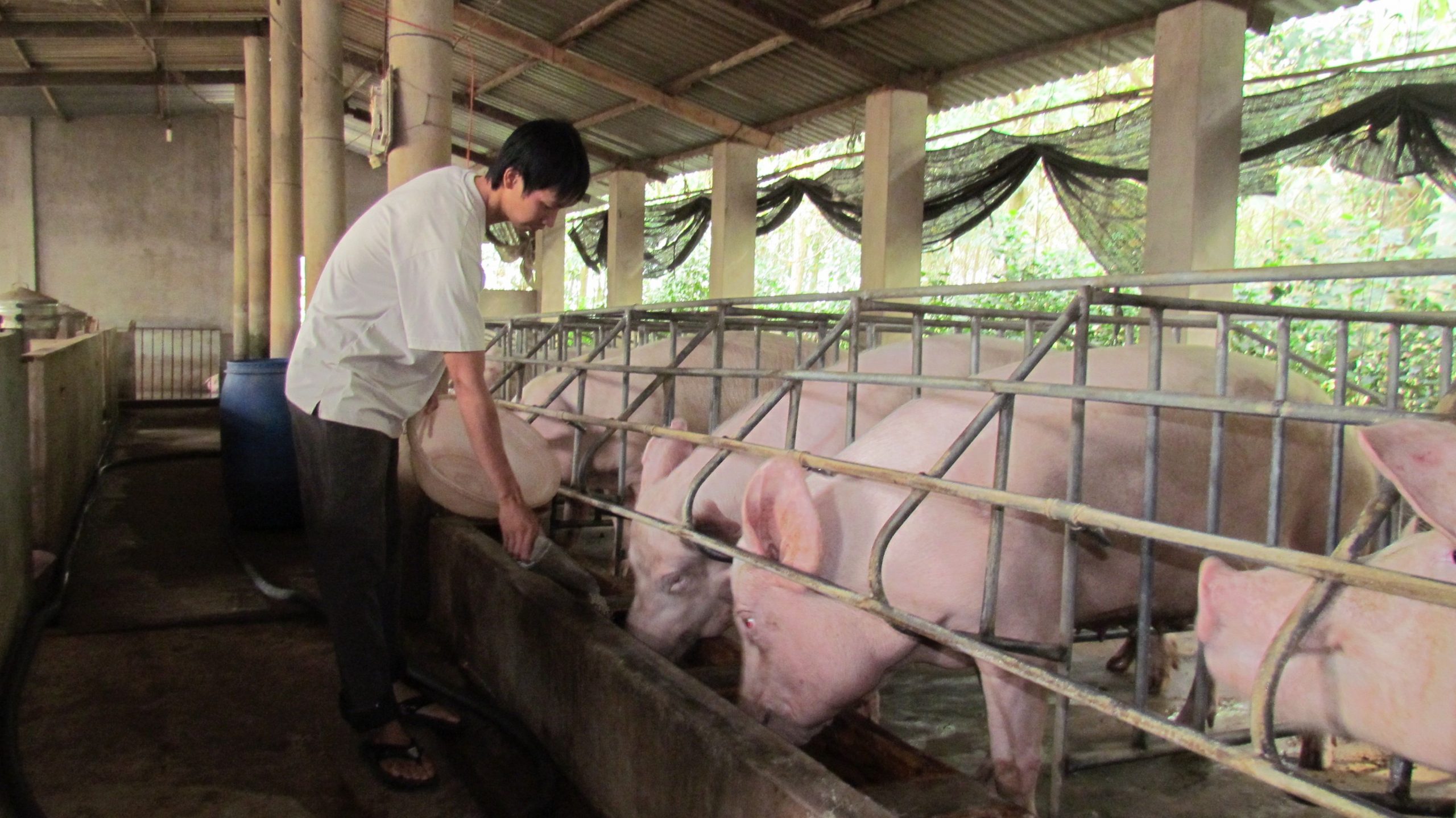Giá thịt lợn trong nước không có dấu hiệu giảm