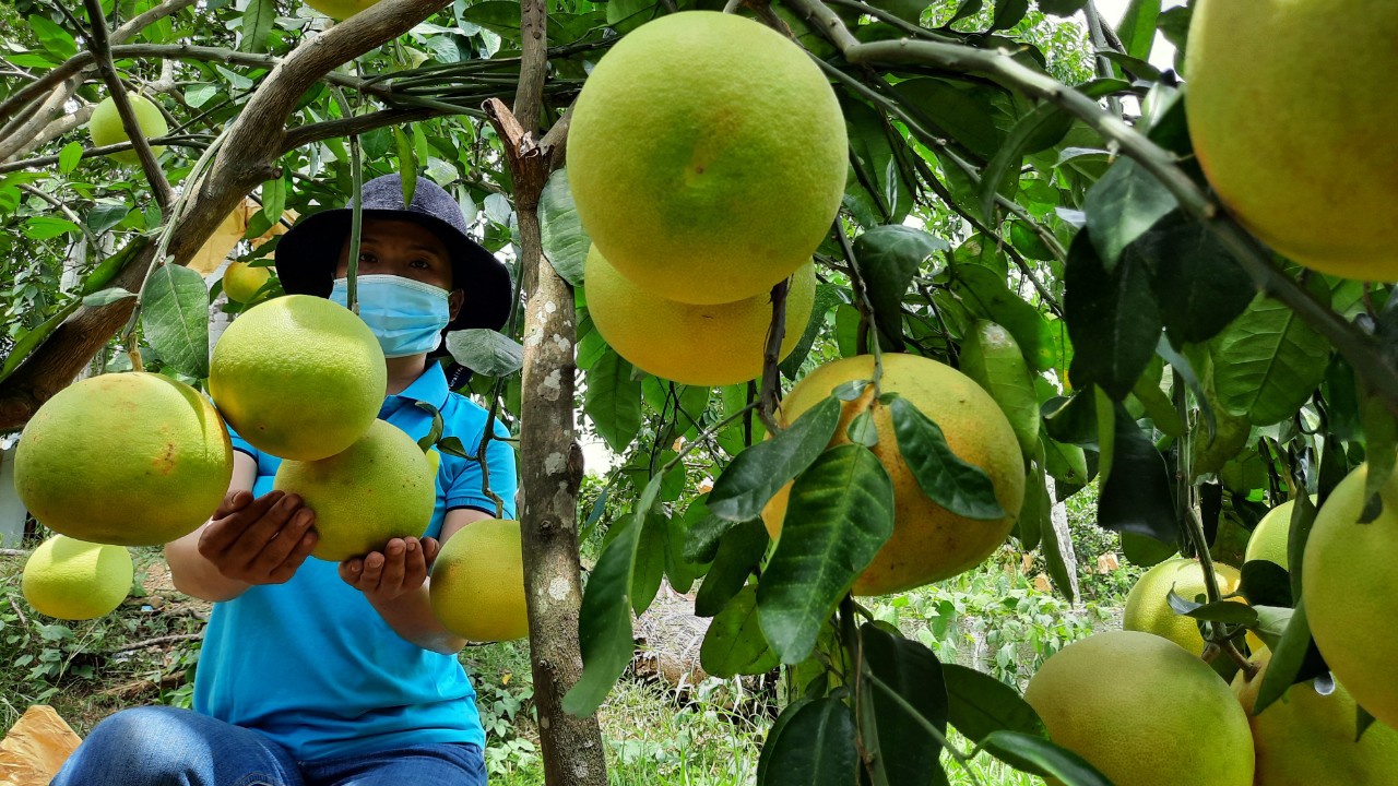 Đẩy mạnh tiêu thụ mở rộng thị trường nông sản